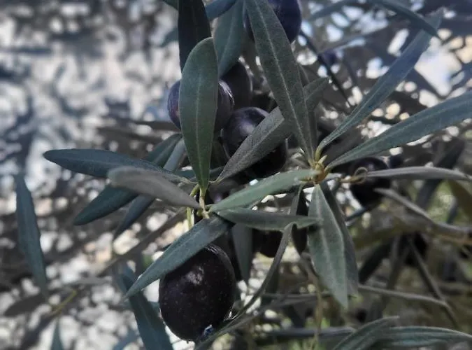 公寓式酒店 Tilly